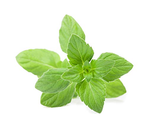 Catnip Seeds for Planting - 1,000 Herb Seeds!
