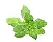 Catnip Seeds for Planting - One Thousand Herb Seeds!