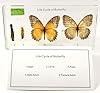 Lifecycle of a Butterfly in 6.3" Crystal Clear Lucite Resin Paperweight Block Preserved Real Lacewing Cethosia Biblis Drury Taxidermy Crafts Collection Biology Science Education Display Supplies #1
