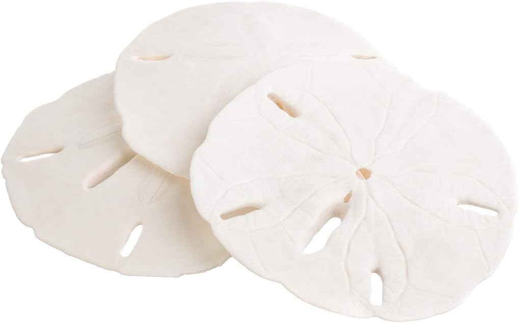 (3) - Sand Dollar Real Sand Dollars 3" - 3" (Set of 3) Sand Dollar Shells Nautical Crush Trading TM