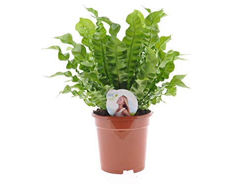 Asplenium nidus 'Crispy Wave' - 30 cm Nestfarn - Luftreinigende Grünpflanze für Zuhause - Pflegeleichte Zimmerpflanze für besseres Raumklima