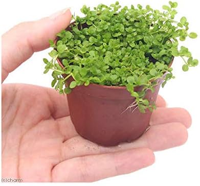 水草 ニューラージパールグラス 水上葉 鉢植え 無農薬 安売り 北海道航空便要保温 ３鉢