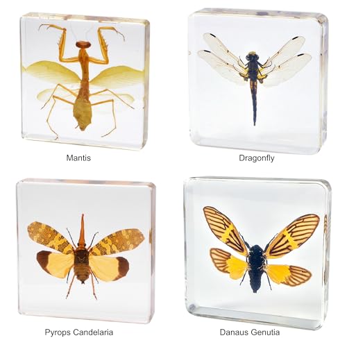 Image of Taxidermy Mantis Dragonfly Cicada, Real Insect Specimens in Resin Preserved, Clear for Closer-Look & Study, Science Educational Classroom Specimen, Unique Amazing Gift Ornament (D, 3.0x3.0x0.8-inch)