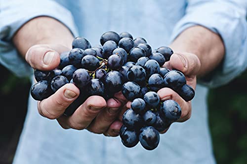 JEMANGE FRANCAIS.com EPICERIE QUALITATIVE laculturedugoût Vinaigre des 4 voleurs 100% Artisanal, Rouge – vue 2