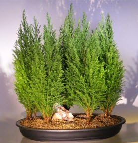 Semillas de árbol bonsái de ciprés italiano para plantar 50 semillas Semillas exóticas de árbol de hoja perenne para cultivar, ideal para bonsái,