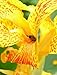 Canna indica Indisches Blumenohr 10 Samen gelb