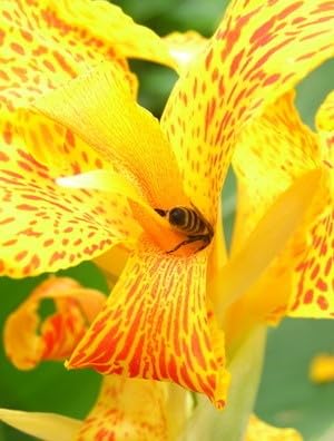 Canna indica Indisches Blumenohr 10 Samen gelb