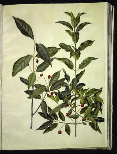 Pinturas Famosas Poster Euonymus Latifolius Impresiones de Lienzo 60x90cm