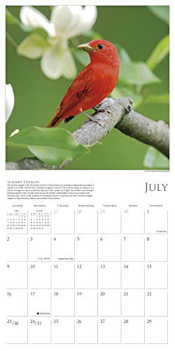 Songbirds Of North America 2023 Wall Calendar, 16-Month Nature Calendar, 12" X 12" #TOP4