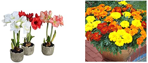 Image of Kraft Seeds Gate Garden Amaryllis Lily Flower Bulbs (Multicolour, Pack of 11) & French Marigold Flower Ks Spl Mix GMO-Free Seeds
