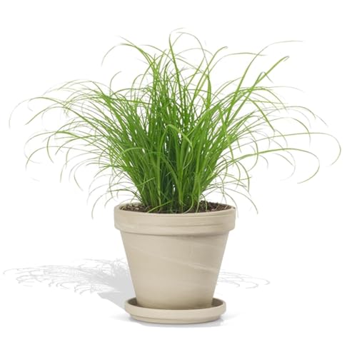 DutchLeafs Cyperus Zumula Echtes Katzengras im Terrakotta Blumentopf Granit 1 Stück - Topf 12 cm - Frisches Katzengras für Katzen Fertig Zyperngras...