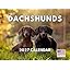 Dachshund