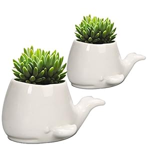 GeLive Set of 2 Whale White Ceramic Succulent Planter Air Plant Pot Window Box Decorative Container 4 Inch Indoor Outdoor Usage