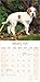 Pointer 2026 Calendar | Square Wall Calendar | Dog Breed Gift | Plastic Free Packaging | by Avonside Publishing