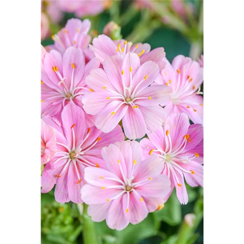 Lewisia cotyledon – Porzellanrösschen – Bitterwurz, rosa - im Topf 11 cm, in Gärtnerqualität...