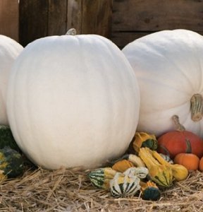 Pumpkin Polar Bear D2504A (White) 10 Seeds by David's Garden Seeds Pumpkin Polar Bear D2504A (White) 10 Seeds by David's Garden Seeds