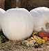 Pumpkin Polar Bear D2504e (White) 20 Hybrid Seeds by David's Garden Seeds
