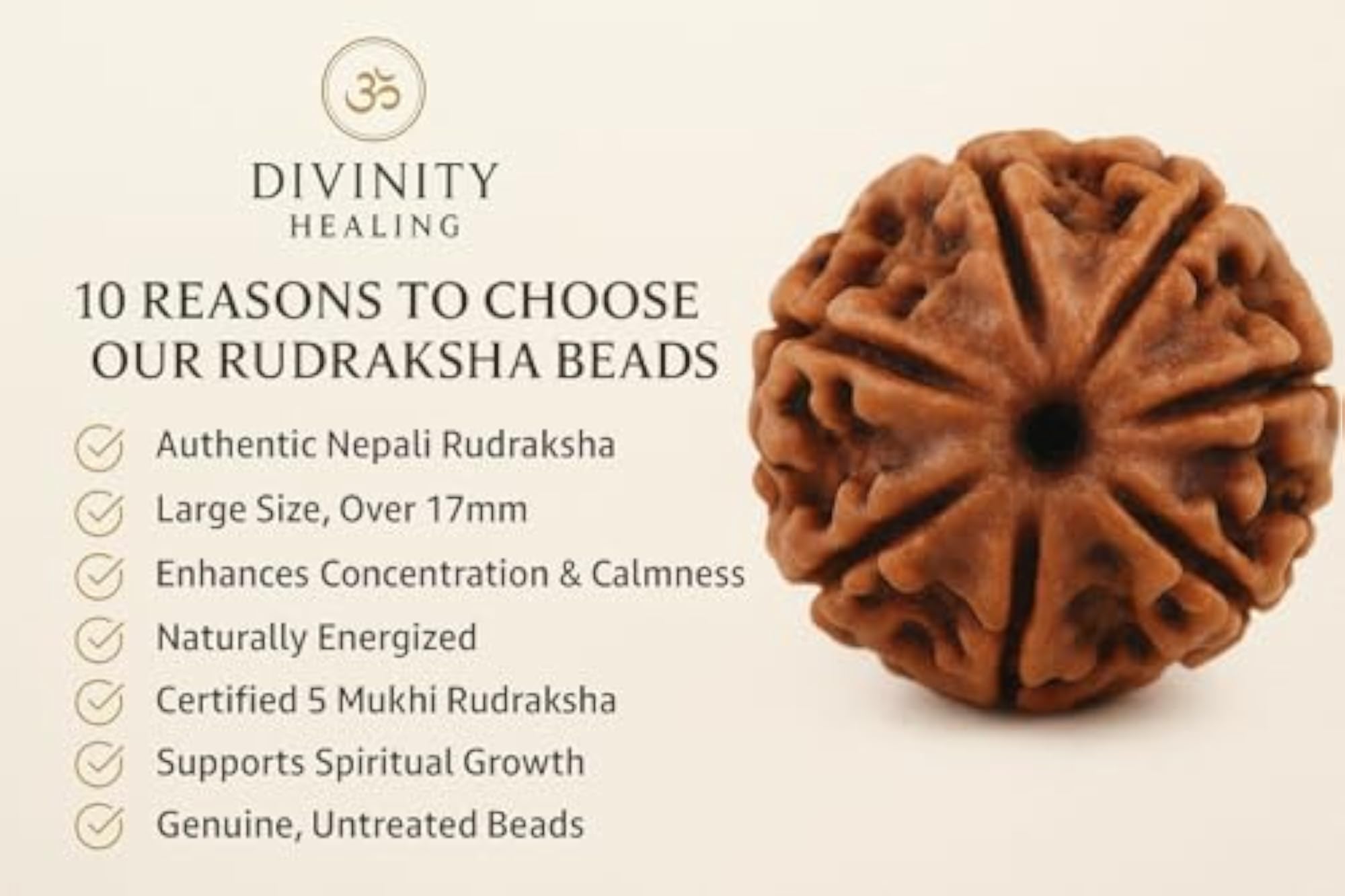 Big Size 5 Mukhi Rudraksha Certified Original Nepali Bead for Meditation