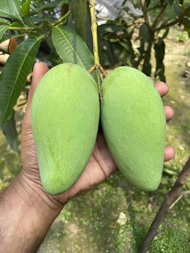 Image of Testy & Delicious Frash Green''Katimon Mango Fruit'' Tree Grafted Plant || For Home Garden Outdoor & Indoor plant.