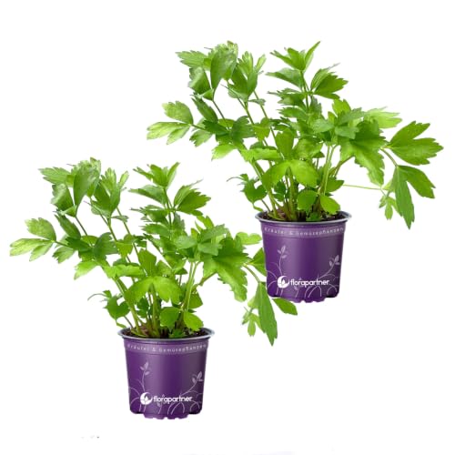 Liebstöckl - Maggi Kraut Liebstöckel Pflanze im Topf Levisticum officinale Küchenkräuter winterhart & mehrjährig Frische Kräuterpflanze für Garten & Balkon 2er-Set
