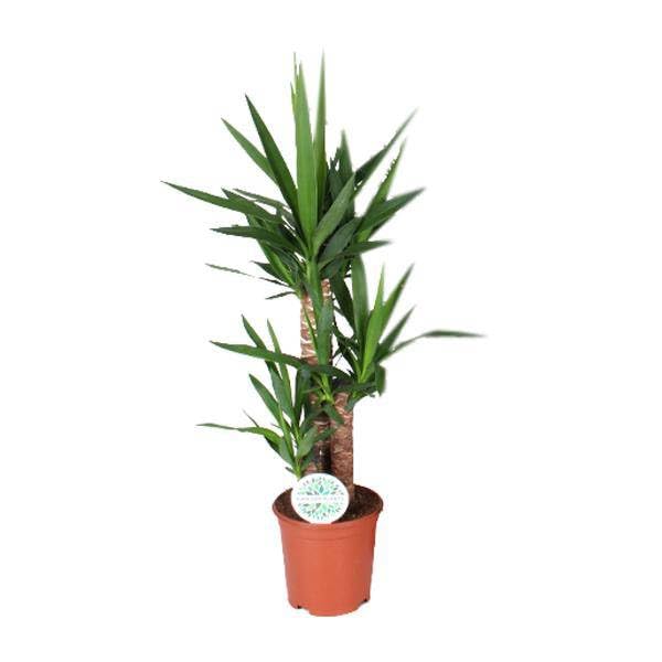 Palmlilie Yucca ca. 90 cm hoch Zimmerpflanze Ø21 cm ca. 90 cm