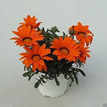 Flores