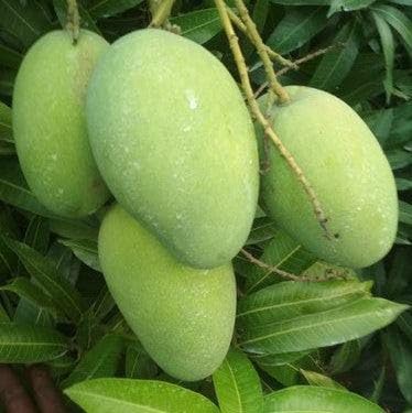 See full amazon price history chart for Bhumi Enterprise Banganapalli (Banaganapalle) Mango Plant (GRAFTED) Very Sweet & Healthy Plant "Fruit After 1 Year" Bhumi Enterprise Banganapalli (Banaganapalle) Mango Plant (GRAFTED) Very Sweet & Healthy Plant "Fruit After 1 Year" (B0CCMD4RK6) Amazon Price History, Amazon Price Tracker