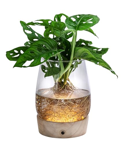 Dehner Waterplant Fensterblatt Kingston, Monstera adansonii, Wasserpflanze im LED Glas, Ø 14 cm, Höhe 30 cm, Zimmerpflanze Dehner Waterplant Fensterblatt Kingston, Monstera adansonii, Wasserpflanze im LED Glas, Ø 14 cm, Höhe 30 cm, Zimmerpflanze