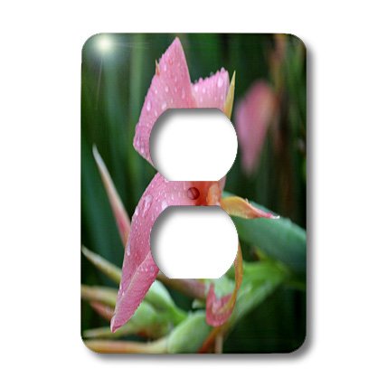 Cannas Rose Fleurs double prise pour embellir votre salon rustique