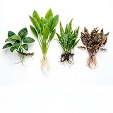 Live Aquarium Plants Bundle - Freshwater Tank Low...
