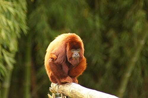 Quindio Finlandia Howler Coffee Zone Colombia Mono-20 Inch By 30 Inch Laminated Poster With Bright Colors And Vivid Imagery-Fits Perfectly In Many