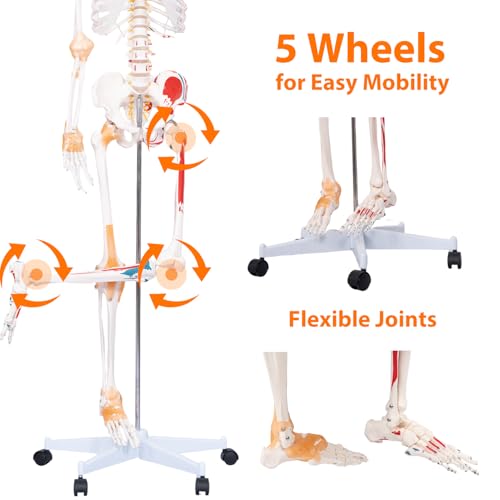 Image of 70.8 inch Human Anatomy Model,Skeleton Model Muscle Insertion & Ligaments