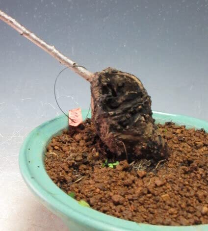 中型の柿の木（実付き） 国産銘木の最高峰 黒柿 縞柿模様・Pencil 0.5mm」木軸シャープペンシル