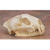 Mountain Lion Skull Replica