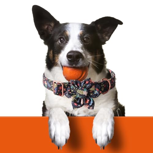 Collier pour chien avec laisse et nœud fleur chic