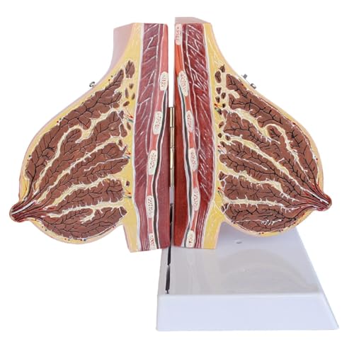 HEQIM Breast sagittal Anatomy Display Model, Lactation Breast Model, Breast Cross-Section Anatomy Model