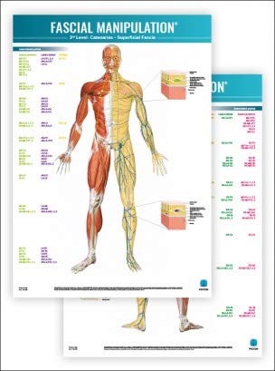 FASCIAL Manipulation 3rd Level Poster: Catenaries • Superficial