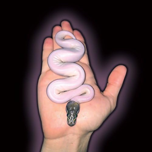 Amazon MusicでWei ZhongleのThe Operatorsを再生する