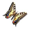 Moving Butterfly - Swallowtail