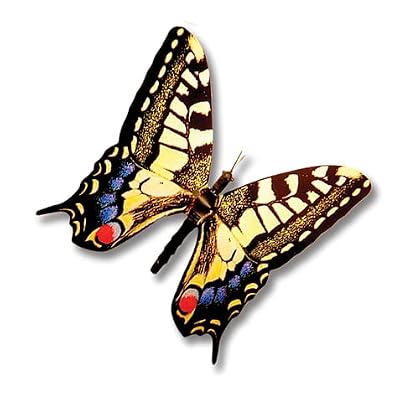 Moving Butterfly - Swallowtail