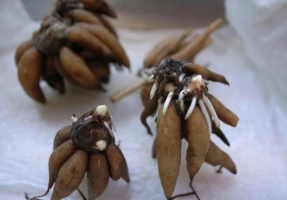 ウルトラあおむし　ラナンキュラス　球根 楽天市場】ラナンキュラス 球根の通販