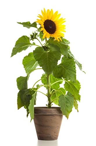 crigema - Plato de girasol 20-25 cm Cover