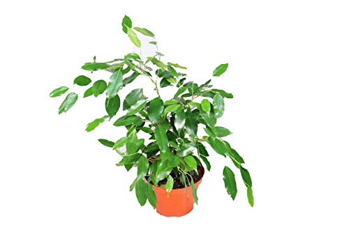Ficus Benjamina - 6'' from California Tropicals