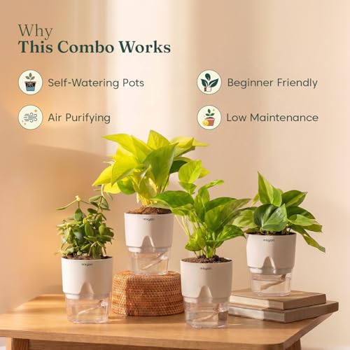 Image of Kyari Combo of 4 Indoor Plants - Jade, Green Money, Golden Money & Philodendron Oxycardium with Poetic White Self Watering Pot - Live Plants for Home Decor & Living Room - Air Purifying Plant Set