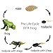 Gemini&Genius Life Cycle of Frog Figurines, Bulk Insect Growth Diary Action Figures, Super Fun for Learning Gifts, Party Favors, Treasure Box Prizes, Goodie Bag Fillers, Family Fun