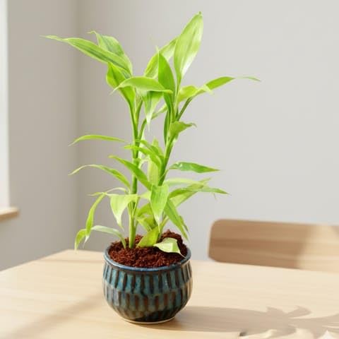 Limkrt Outdoor Plant Nursery Air Purifier Golden Lucky Bamboo in 4 Inch Ceramic Pot (any colour & design)-image-13