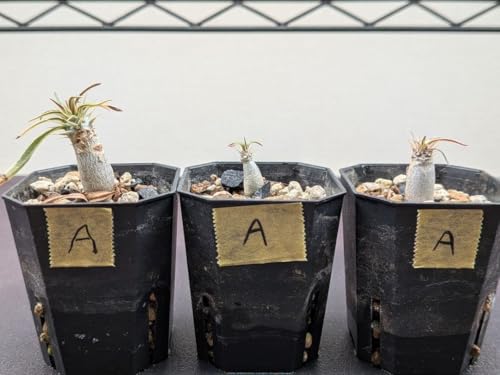 グラキリス」の人気商品一覧 | 安い商品を通販サイトから探す - 価格.com