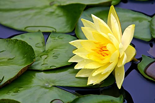 20 SEEDS-Lotus Kamal Flower Seeds For Home Garden - Eco Pack (Yellow) (B09Q21CZ4F) Amazon Price History, Amazon Price Tracker