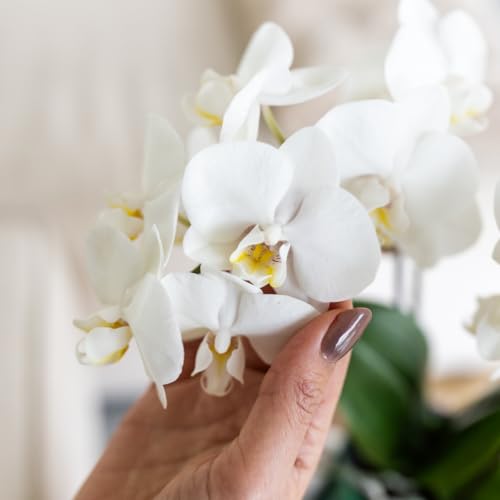 Phalaenopsis Orchidée blanche Amabilis avec pot vert Malaga idée cadeau idéal - 3