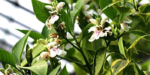 Neotea Adhatoda Or Vasa Powder (Adhatoda Vasica), 300G #TOP3